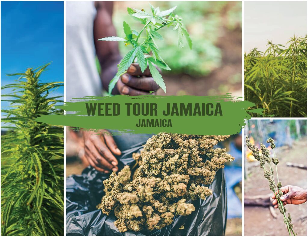 Weed Tour Jamaica