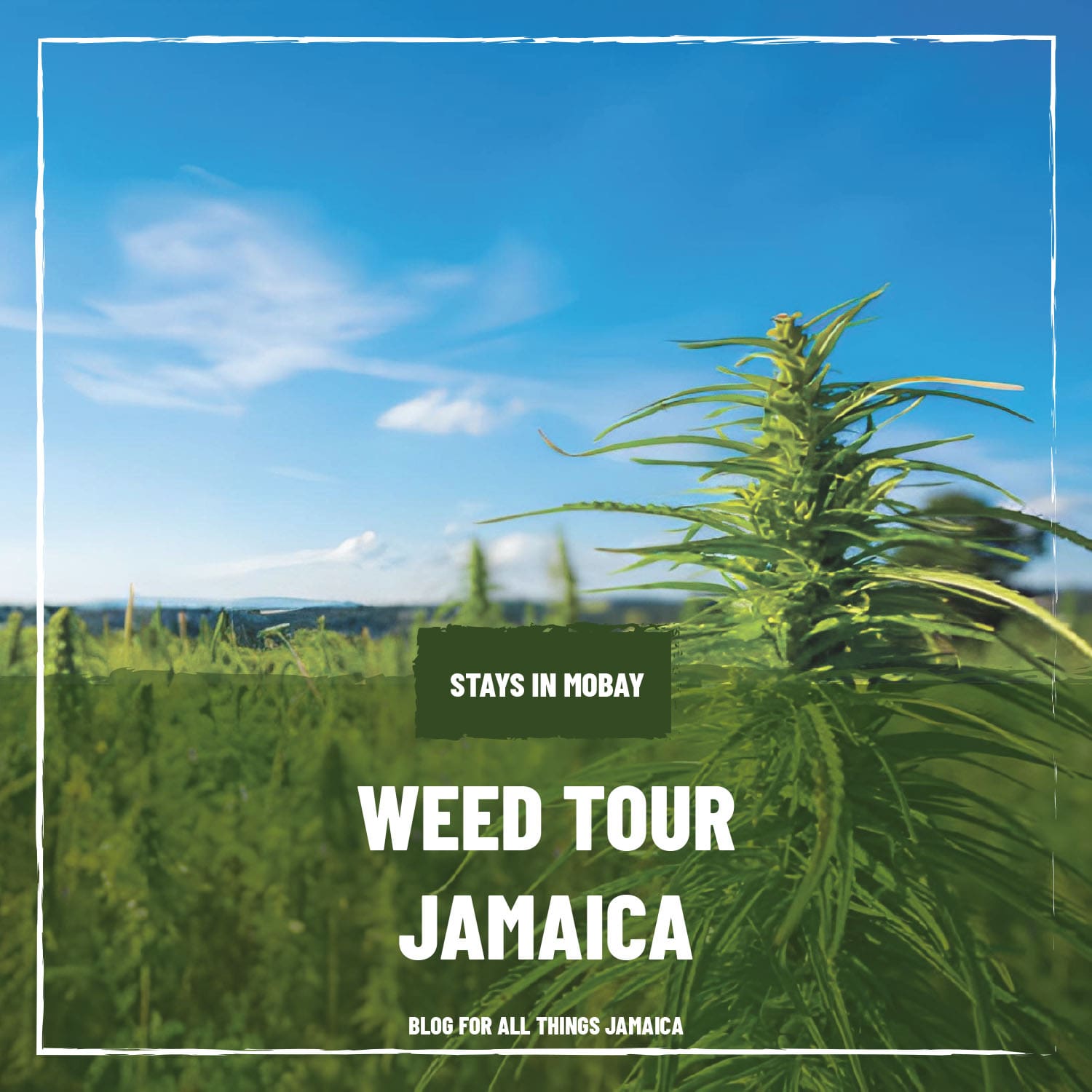 Weed Tour Jamaica